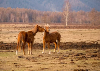Алтайские лошадки весной