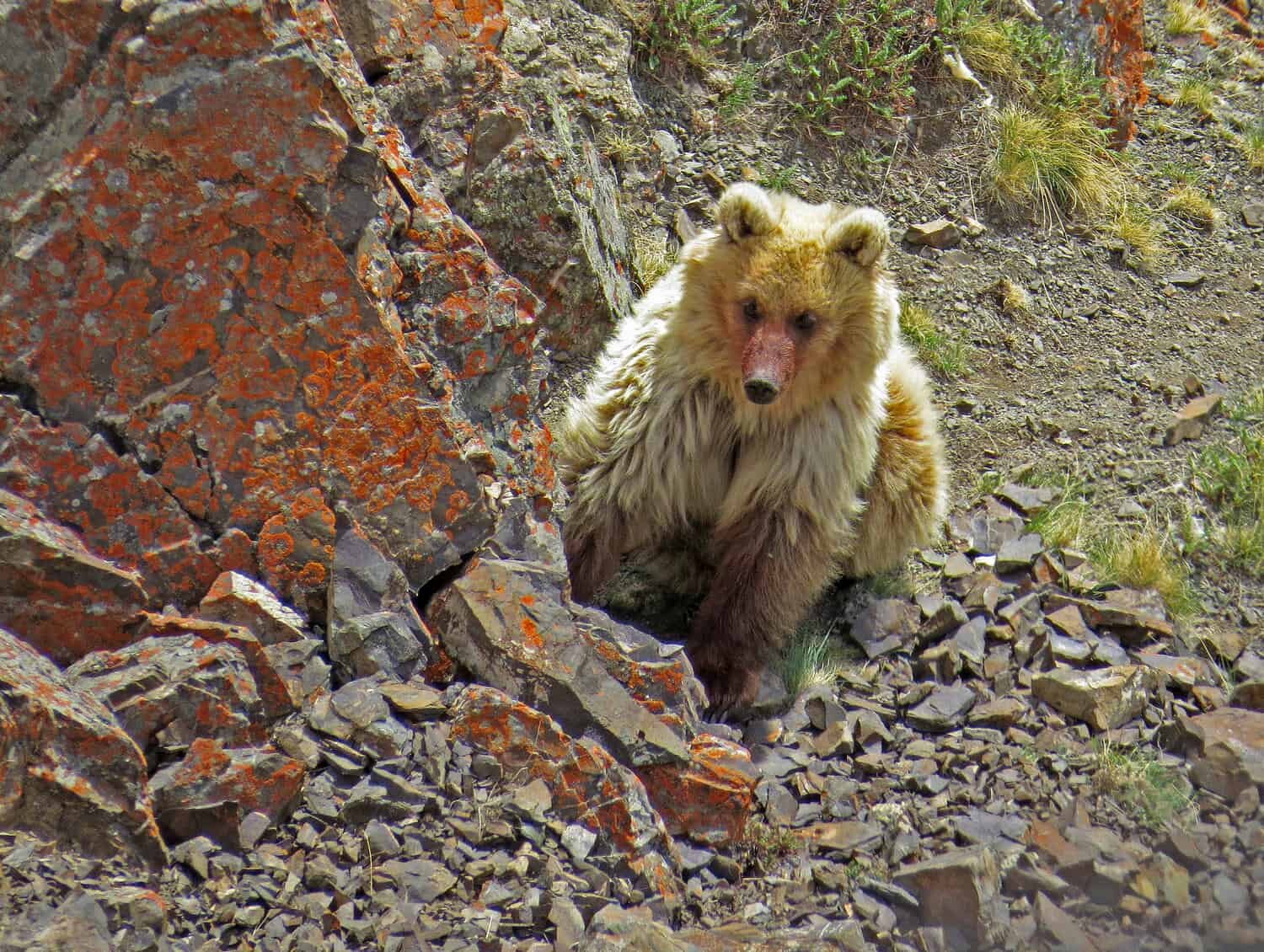 winners photocontest bear