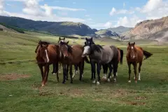 Лошади на Алтае