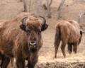 Bisons00001_600-480