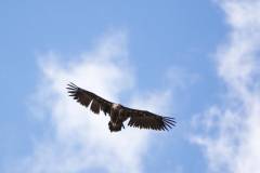 vulture