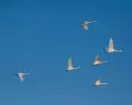 DSC_9184_cr_600x480