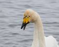 Swans00006 600-480