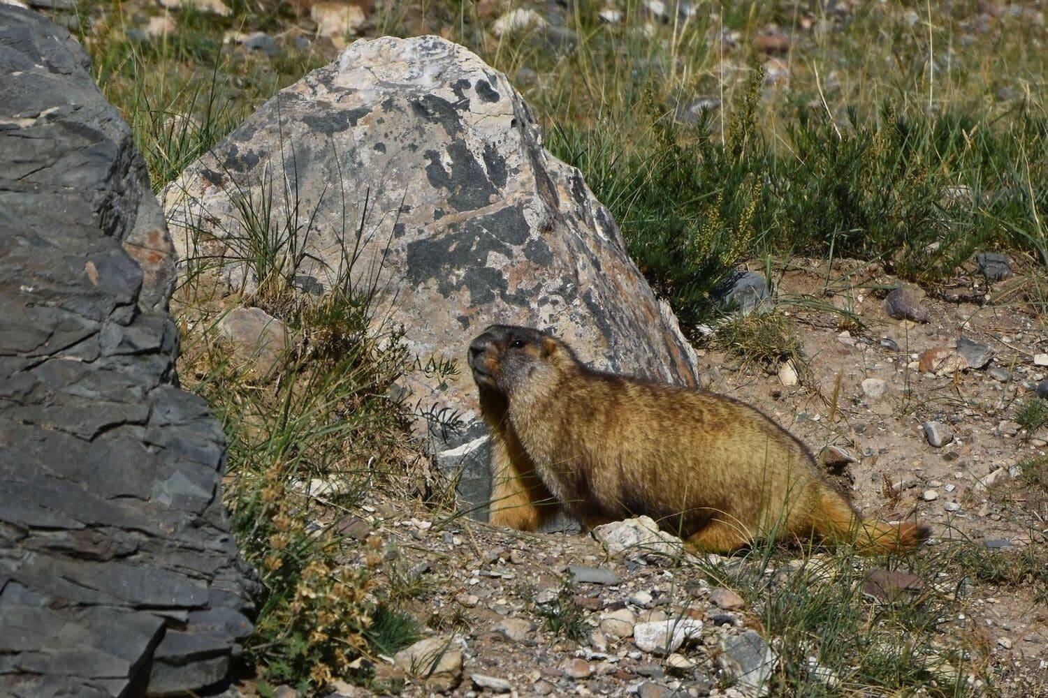 Wildlife in Altai