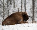 Bisons00005_600-480 2