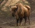Bisons00004_600-480